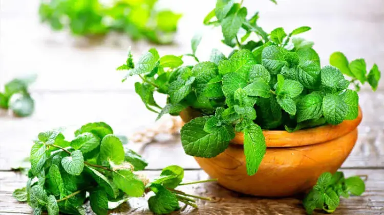 Tận dụng không gian trống ở ban công để trồng rau thơm